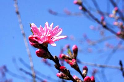 菊桃の里　ラ・スカイファーム☆2018年4月8日