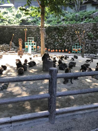 どこかにマイルで大分へ 2 うみたまごと高崎山自然動物園