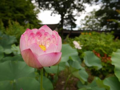 夏の信州2018☆　台風の小布施散策と猛暑の善行寺参り　噂のスイーツを食べまくる旅♪