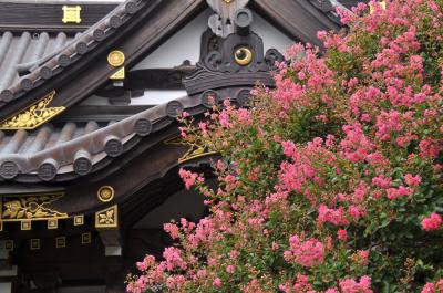 続・鎌倉四季物語【８月】～百日紅と芙蓉咲く古都へ～