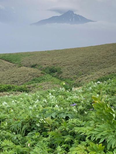 まさに夢の浮島、花の浮島