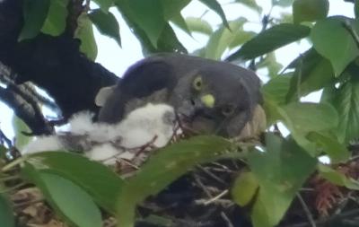 馬場花木園　鷹の子育て　抱卵から巣立ちまで