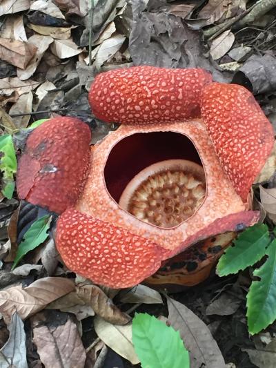 マレーシア・タイ旅行記【3日目】