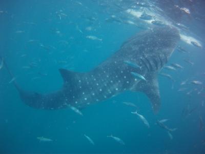 マクタン島泊、セブ島でジンベイと泳ぎ~ボホール島でメガネ猿②