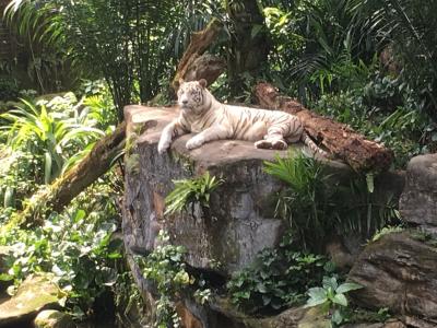 シンガポール家族旅行２   旅行2日目シンガポール動物園