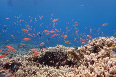 島旅エネルの２０１８　７月 西表 船浮 網取編　その２