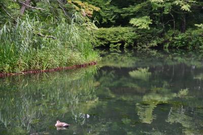 軽井沢の自然を訪ねる旅(1) 朝の雲場池