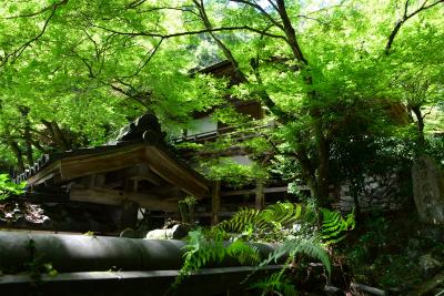 山科　上醍醐に登りその後、光明院へ！2018年