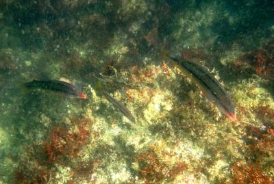 東京湾の無人島 猿島上陸＆シュノーケリング♪でもお魚は地味めです