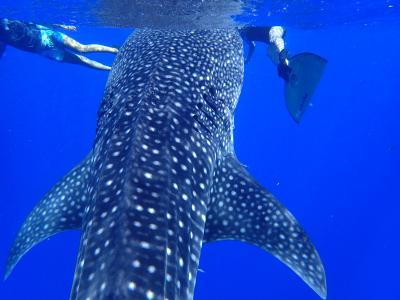 海の神様ありがとう！ドルフィン・スイムのはずが…奇跡！ジンベイザメと泳ぐ♪ ☆ 小笠原【海中編】