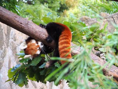 夏の桜木町。動物園ナイトZOO、ピカチュウ大量発生、孤独のグルメ聖地