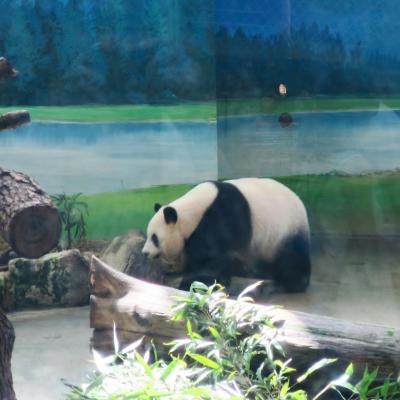 猛暑の炎天下でもそれなりに楽しい台北動物園