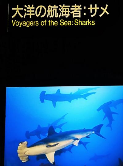 葛西臨海水族園-2　サメ//悠然と　大洋の航海者　☆シュモクザメ・エイも種々に
