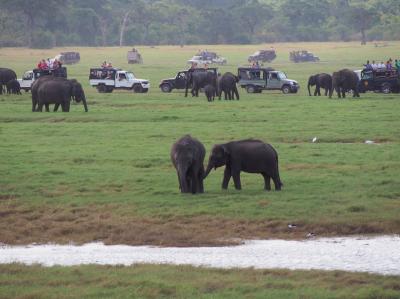 初めてのスリランカ☆ミンネリヤ国立公園で象の大群に出会うサファリ☆彡