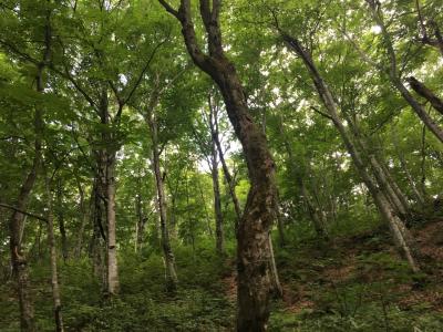 キャンピングカーで東北の旅3日目 白神山地・世界遺産エリア 2018.8.13