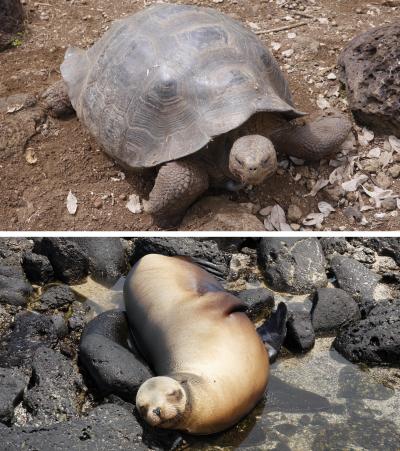 サン・クリストバル島とグアヤキルへ!