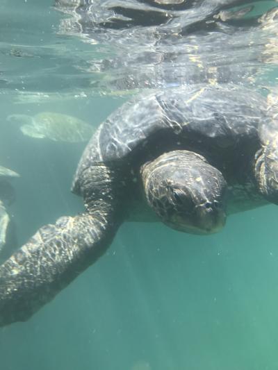 海亀とマングローブ、ペルー最北の地