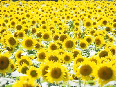 lrg_11393023.jpg?updated_at=