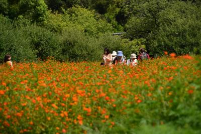 「　秋近い　キバナコスモス　揺れる　浜離宮恩賜庭園　　」2018