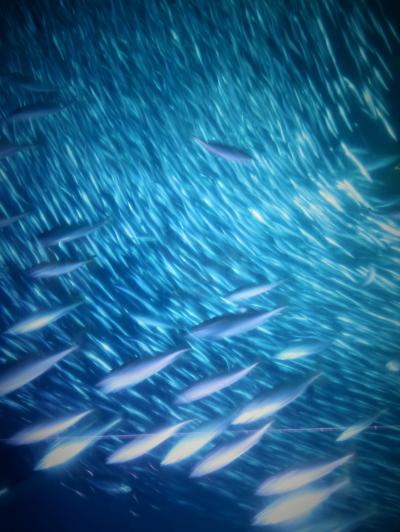 八景島-3　新・シーパラダイス　大海原に生きる群れと輝きの魚たち　☆イワシ・７万尾の群泳