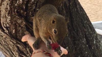 愛らしいバリ島のリス「トゥパイ」