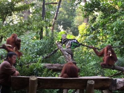 2018お盆家族旅行② 3泊5日　inシンガポール　シンガポール動物園&amp;オラウータン朝食編