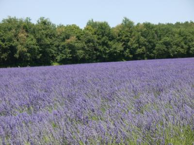 フランスの美しい村を訪ねて(18)コート・ダジュール(その2)