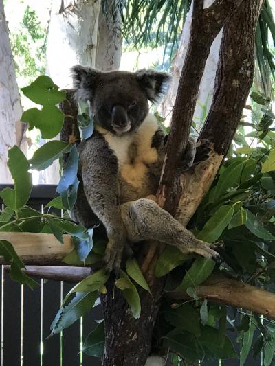 グレートバリアリーフに浮かぶ楽園ハミルトン島とシドニーを巡るオーストラリアの旅④ コアラと記念撮影