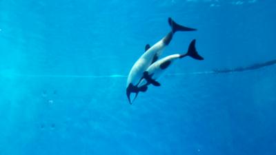 2017GW三重旅～2日目は伊勢神宮参拝と鳥羽水族館～