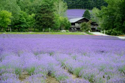 北海道ドライブ・その８（富良野）