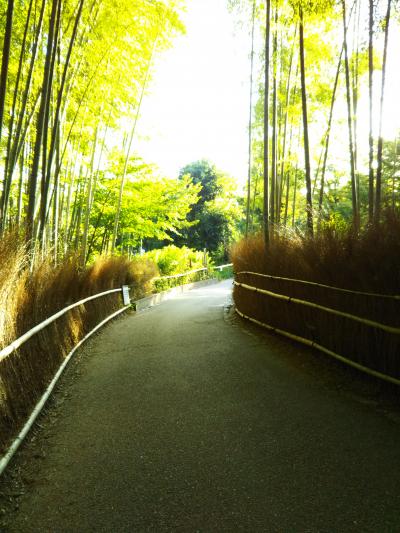 時代を越えて守られてきた竹林、早朝の竹林の小道　幻想的