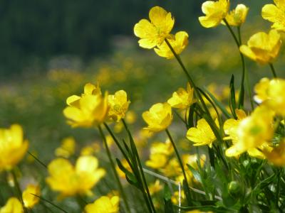 美しき北イタリア　　【６】  絶景！ お花畑を歩く♪♪ ～天空の散歩とフェレの谷トレッキング～