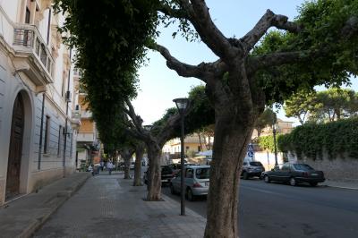 美しき南イタリア旅行♪　Vol.151(第6日）☆Crotone：クロトーネの大通りは緑の並木♪