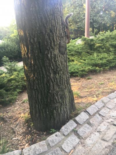 初めてのニューヨーク3泊5日④最終日のセントラルパーク