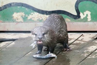 初秋・雨降る前の智光山公園こども動物園～コツメカワウソの四つ子の赤ちゃんの成長ぶりが見たくて