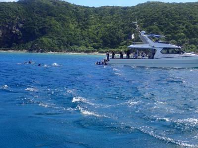 久米島と沖縄本島（１８）慶良間ブルーに抱かれてダイビング。お食事中のウミガメが近い近い！