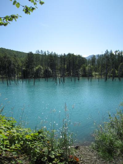 美瑛 青い池のそばに 今年の春オープンした ハンバーガーショップに行ってみた♪