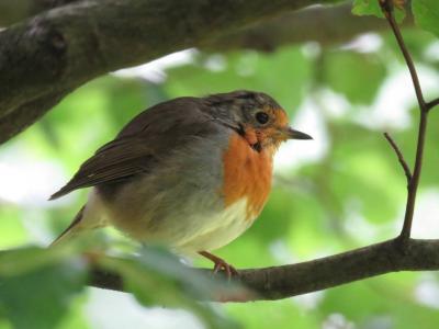 【野鳥と観光の旅】湖水地方 2018年8月その1