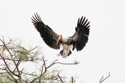 野鳥の楽園&#9825;　ケオラディオ国立公園