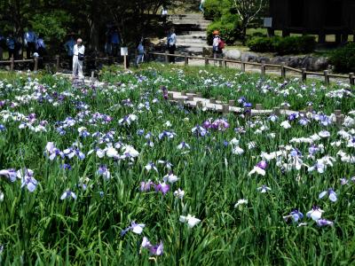 ２０１８年６月　福岡　その１　宮地嶽神社参拝と菖蒲を見ました。