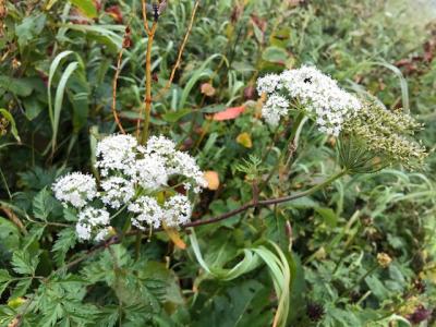 青春18きっぷで行ってきた。汗と風雨の木曽駒ケ岳登山