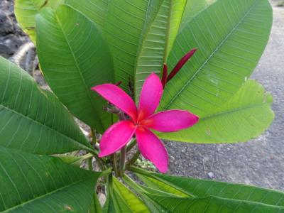 沖縄離島旅行 ～小浜島・竹富島～ 1日目