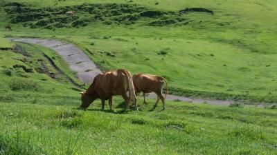夏のひとり熊本1菊池渓谷と阿蘇ドライブ