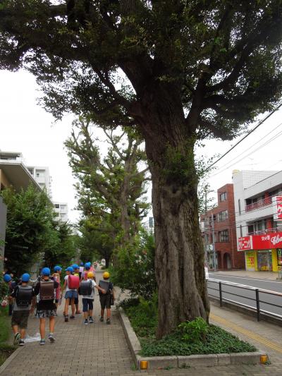 ふじみ野市で見られるその後のスダジイ