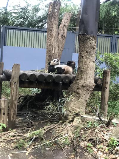 シャンシャンに会いに上野動物園へ（2018年GW）