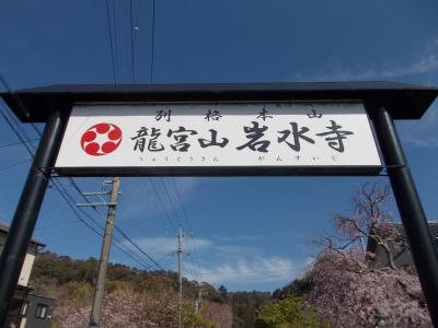 さくら桜  今見る桜 !(^^)!  はままつ 浜北区『 岩水寺 』（お花 ２０の１４）GLAY HOUNDS １０本