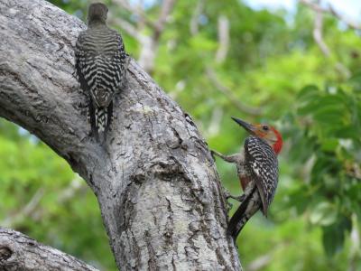 【野鳥と観光の旅】フロリダ・マイアミ郊外 2018年7月