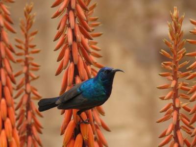 【野鳥と観光の旅】ヨルダン ペトラ遺跡・ワディラム・死海 2018年5月