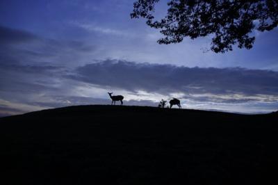 若草山の夜景