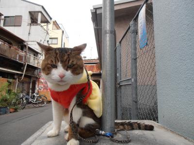 大阪・鶴橋のボス猫とあわび村